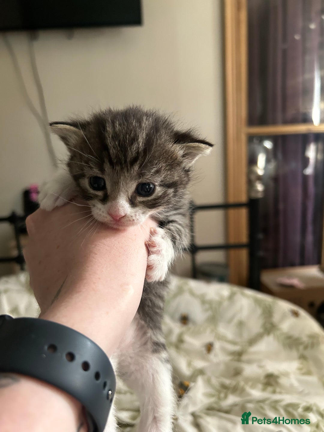Domestic Shorthair cats for sale: BEAUTIFUL KITTENS FOR SALE, READY TO GO 29th AUG - Image 17