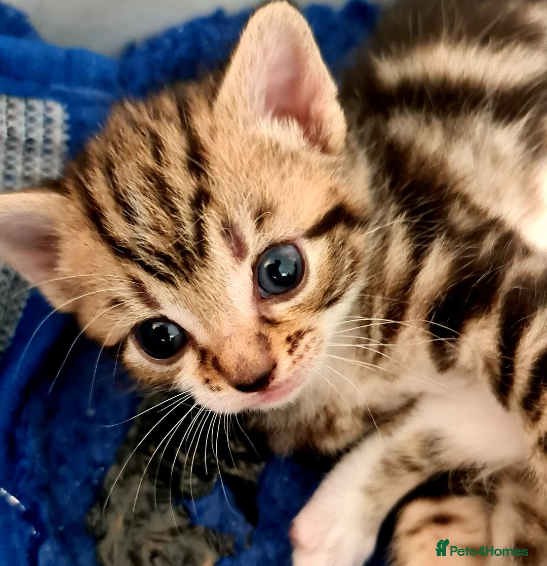 Mixed Breed cats for sale: Sweet Black & White & Tabby Kittens - Image 27