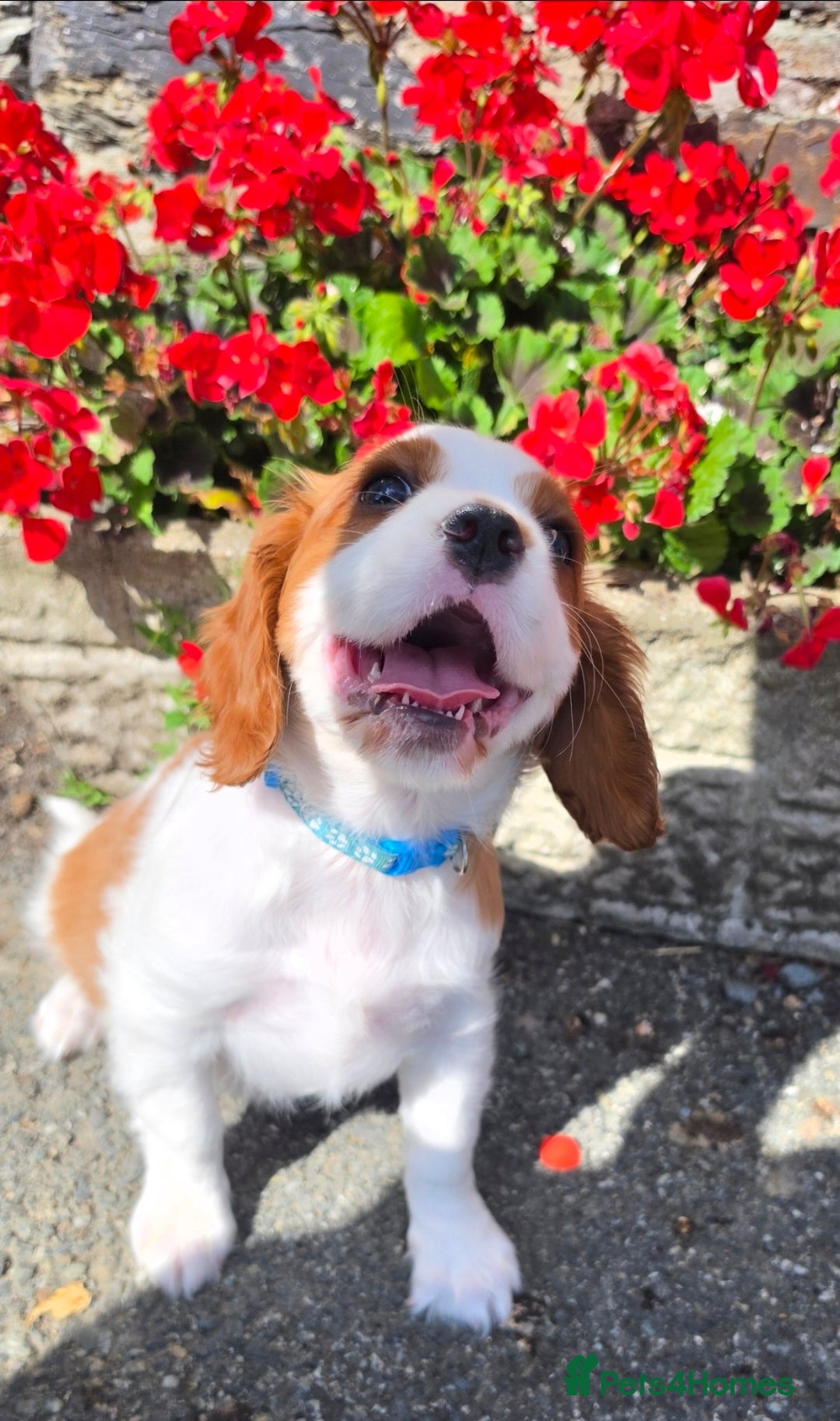 King Charles Spaniel dogs Beautiful Single Female King Charles Spaniel - Advert 2