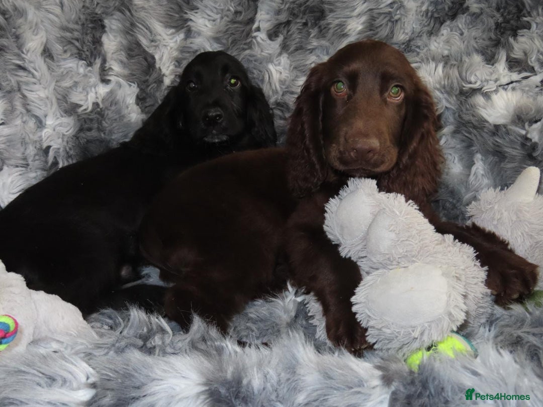 Cocker Spaniel dogs for sale: 🏆BEAUTIFUL COLOURS 🏆 SHOW TYPE COCKER SPANIELS - Image 11
