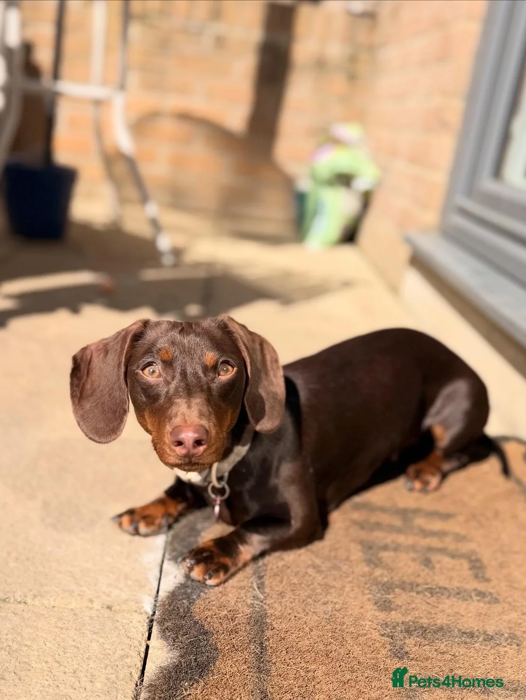 Miniature Dachshund dogs for sale: Chocolate and tan miniature daschund  in Harrogate - Advert 1