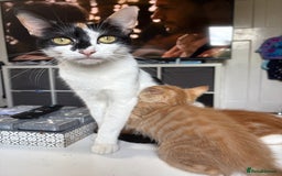 American Shorthair cats for sale: Ginger female kitten  - Image 3