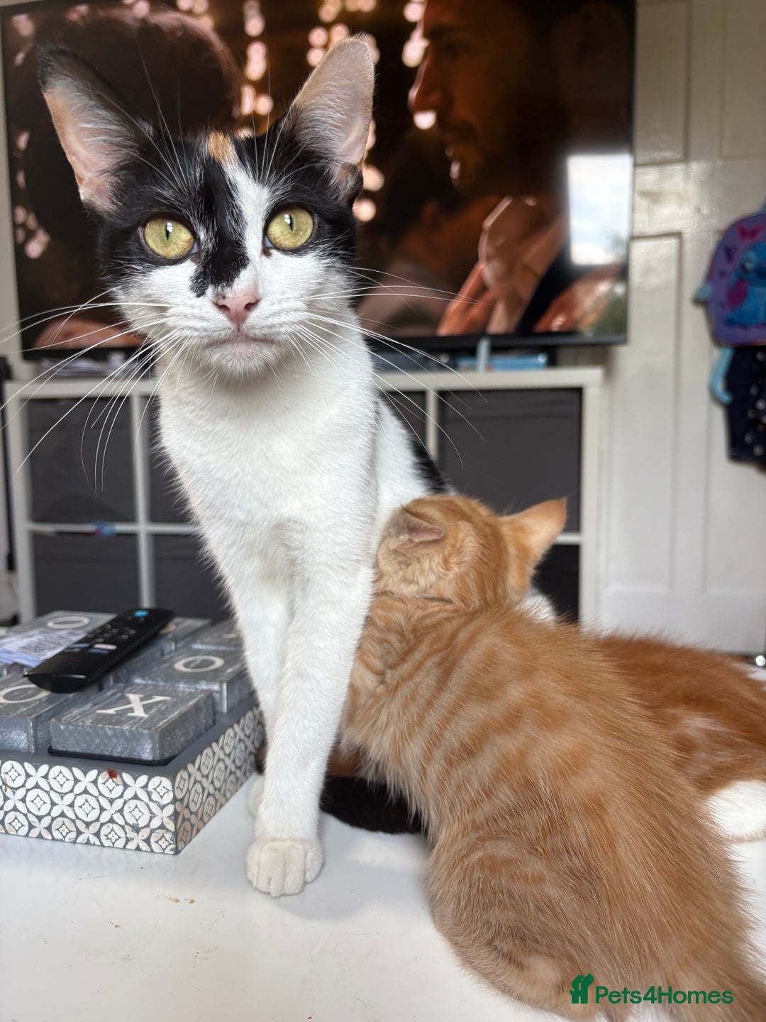 American Shorthair cats for sale: Ginger female kitten  - Image 3