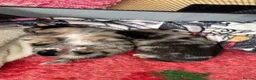 Pomchi dogs for sale: Stunning Pomchi puppies  - Advert 11