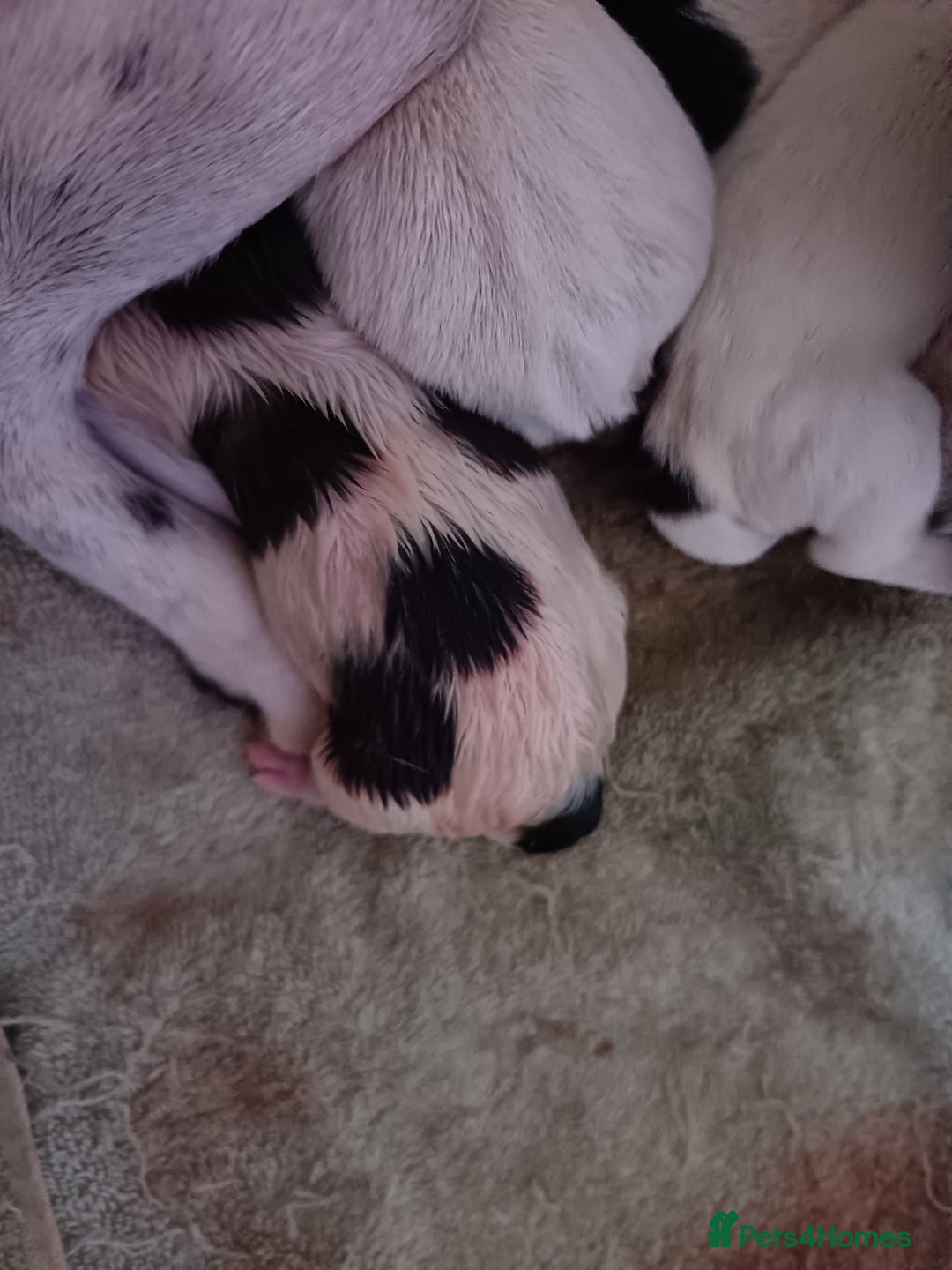 Jack Russell dogs for sale: stunning Jack Russell puppies  - Advert 12