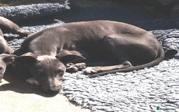 Whippet dogs for sale: Stunning quality blue whippets  - Image 8