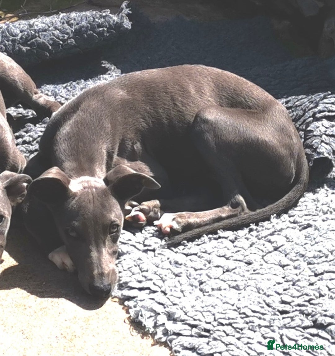 Whippet dogs for sale: Stunning quality blue whippets  - Image 8