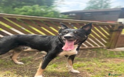 Border Collie dogs for sale: Loki nearly 4 year old border collie  - Image 7