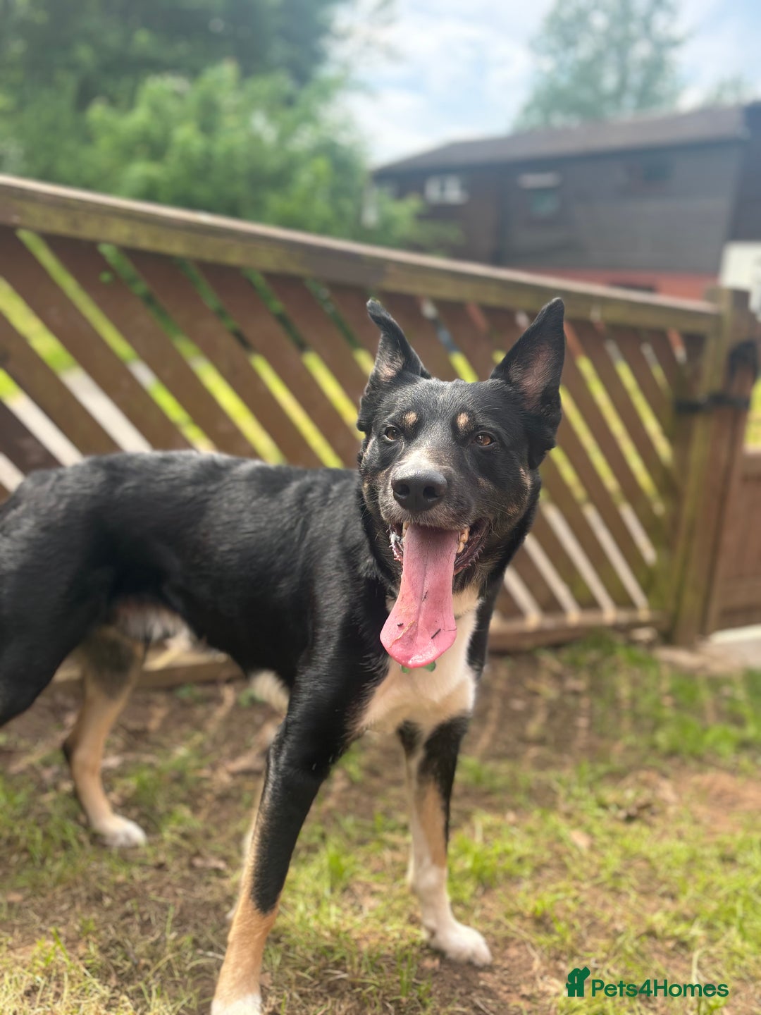 Border Collie dogs for sale: Loki nearly 4 year old border collie  - Image 7