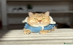 Scottish Fold cats for sale: ✨ Gorgeous Playful Kittens Ready Now ✨ - Image 15