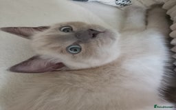 Ragdoll cats for sale: Ragdoll and BSH rare colour kittens (5 left) - Image 6