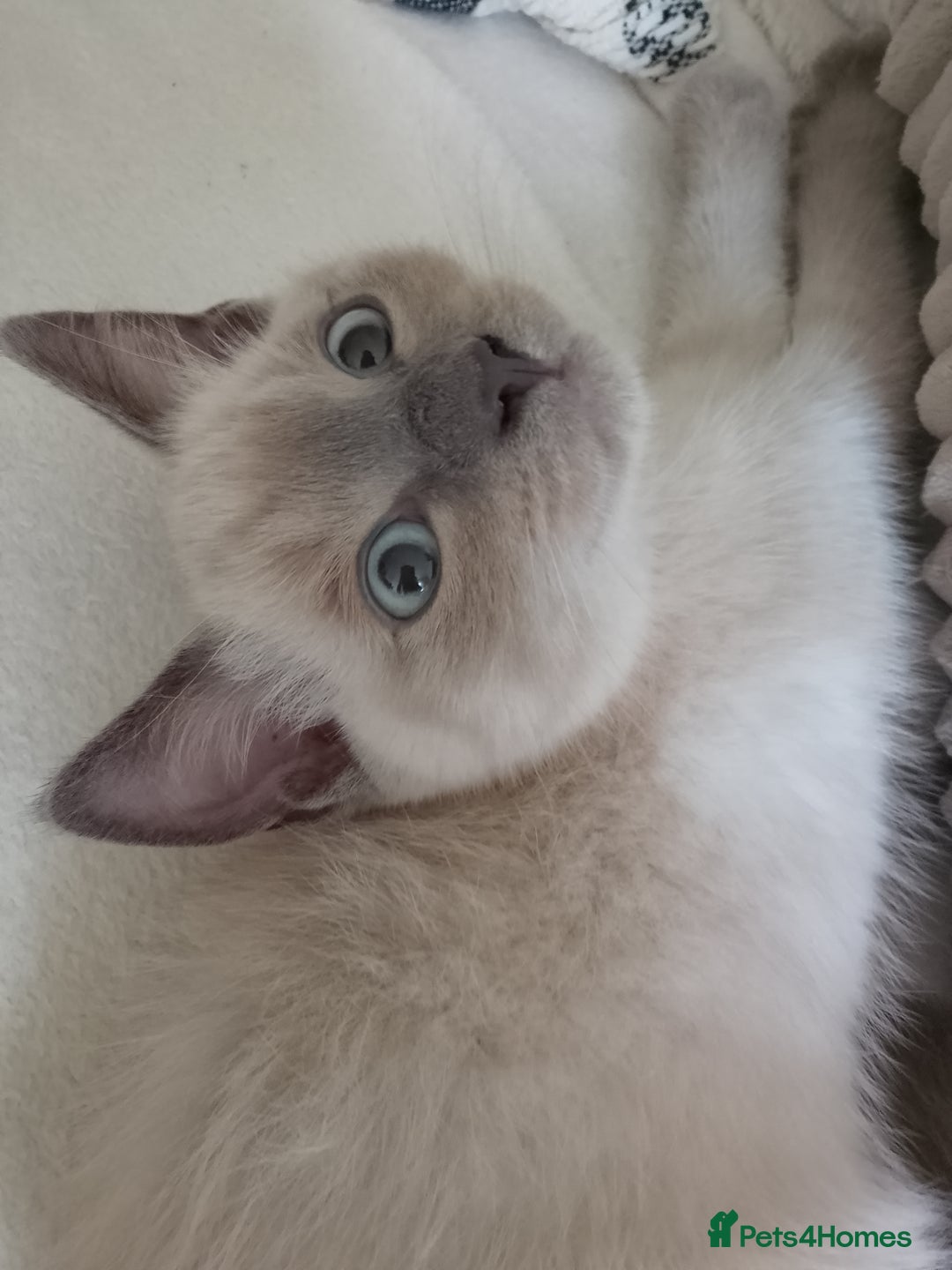 Ragdoll cats for sale: Ragdoll and BSH rare colour kittens (5 left) - Image 6