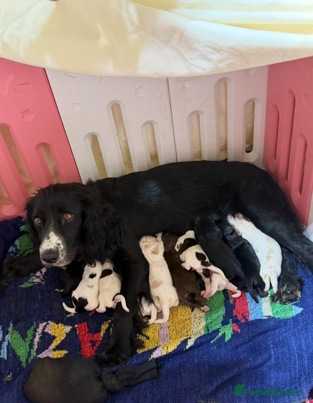 Cocker Spaniel dogs for sale: Cocker spaniel puppies  - Advert 4