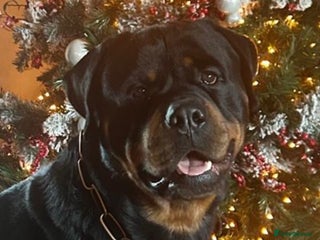 Rottweiler dogs Hector 60kg plus Rottweiler KC Reg in Stanford-le-Hope - Advert 15