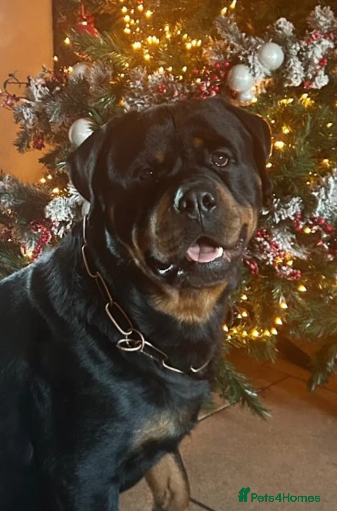 Rottweiler dogs for stud: Hector 60kg plus Rottweiler KC Reg  in Stanford-le-Hope - Advert 6