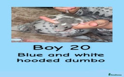 Rat rodents for sale: Beautiful baby rats looking for forever homes! - Advert 35