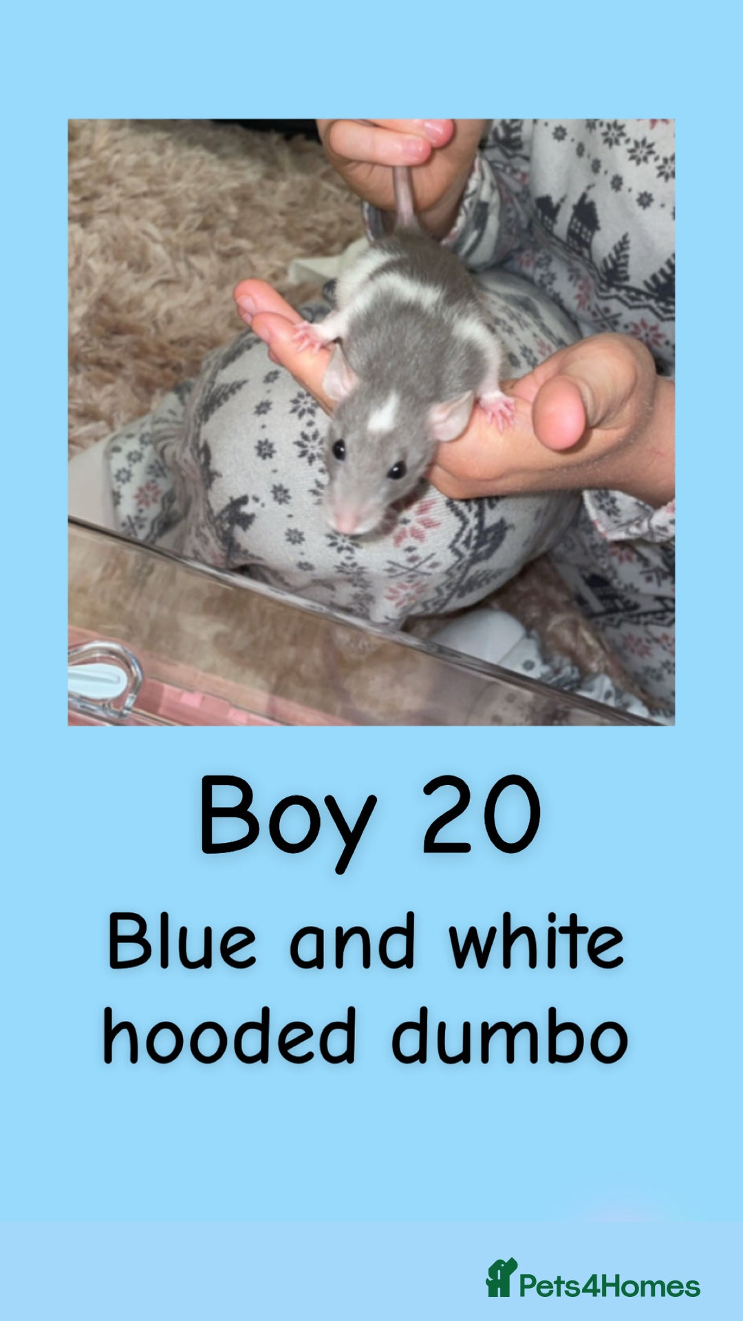 Rat rodents for sale: Beautiful baby rats looking for forever homes! - Advert 35