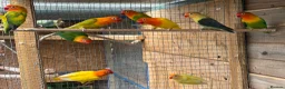 Lovebirds birds for sale: Fischer lovebirds  - Advert 6