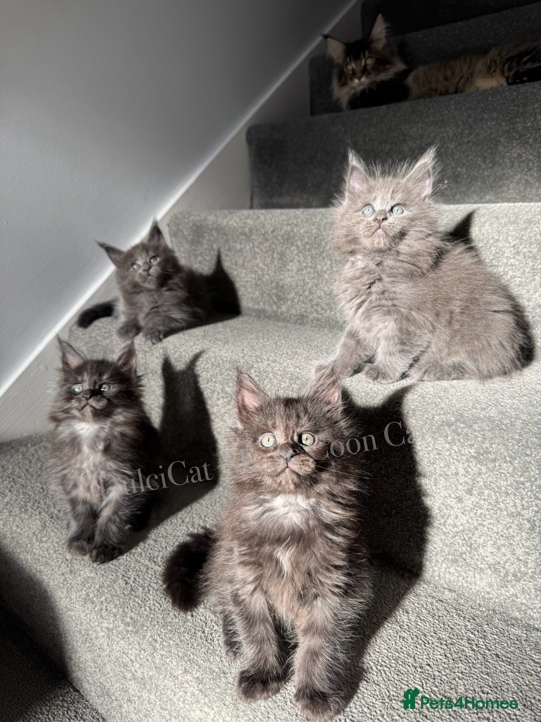 Maine Coon cats for sale: Pedigree Maine Coon Kittens – Blues & Smokes - Advert 31