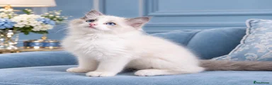 Ragdoll 2
