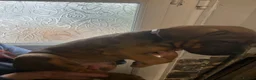 Mixed Breed dogs for sale: Stunning cane corso / Doberman puppies - Advert 17