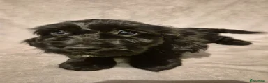 Cockapoo 2