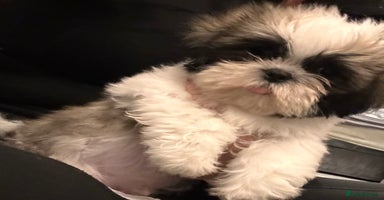 Shih Tzu dogs - Advert 6