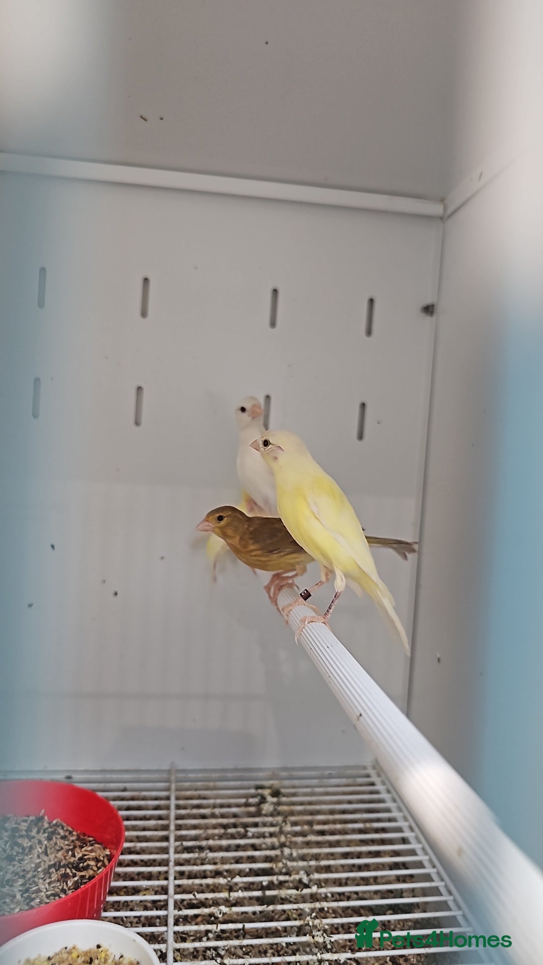 Finches birds for sale: Canaries for sale - Image 4