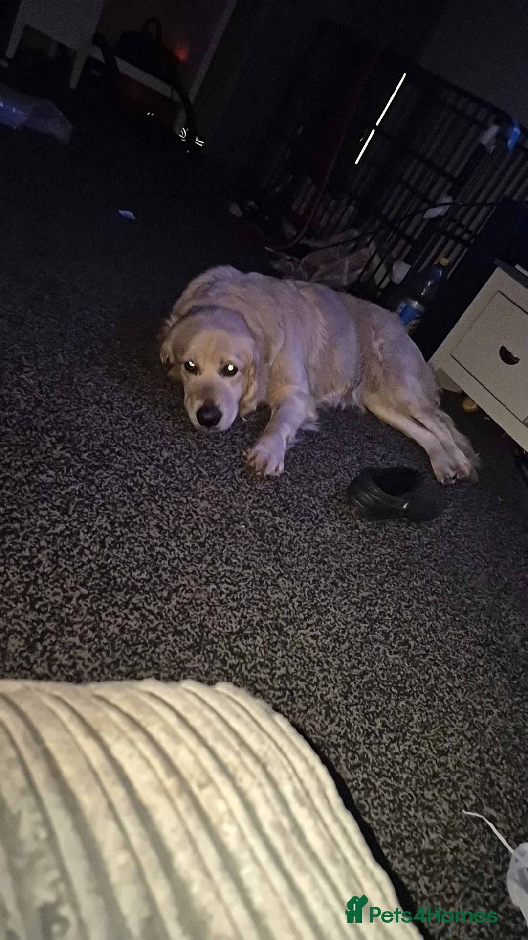 Golden Retriever dogs for sale: KC Top pedigree health tested female - Advert 2