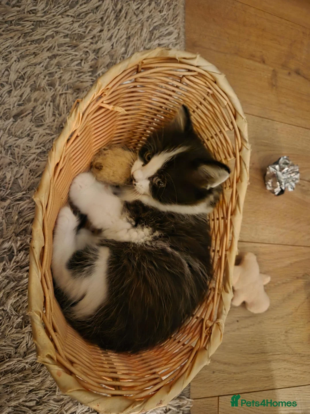Mixed Breed cats for sale: Male kitten - Advert 2