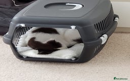Ragdoll cats for sale: Beautiful shorthaired snowshoe mixed breed - Image 7