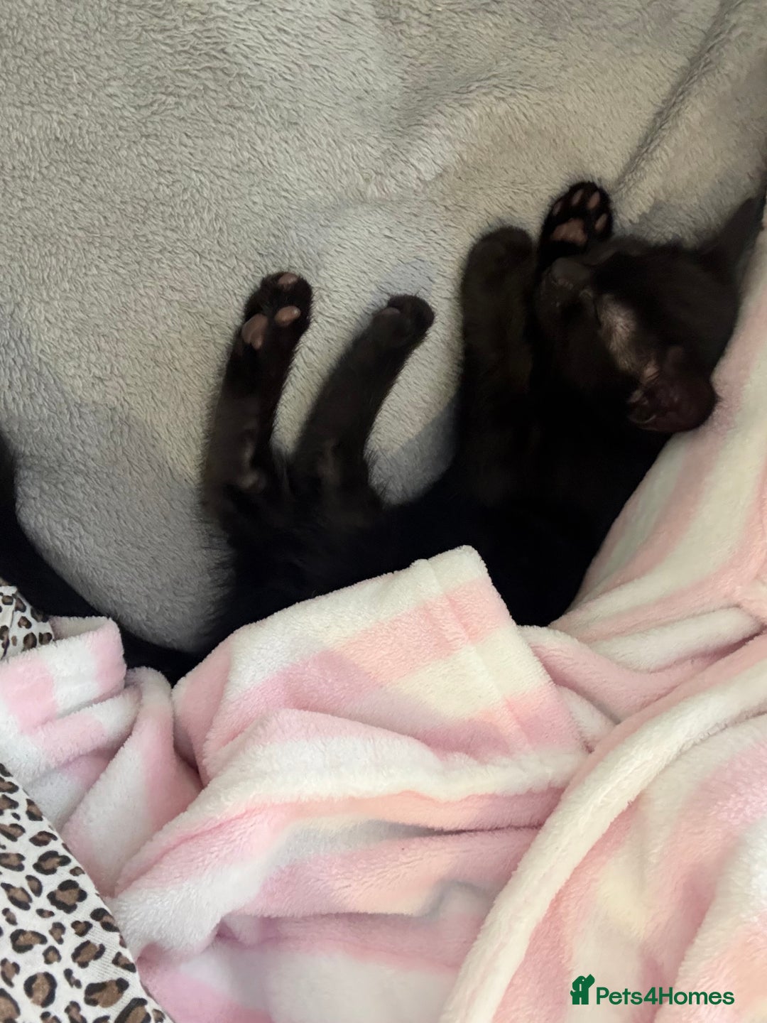 Mixed Breed cats for sale: girl kitten ready to go  - Advert 9