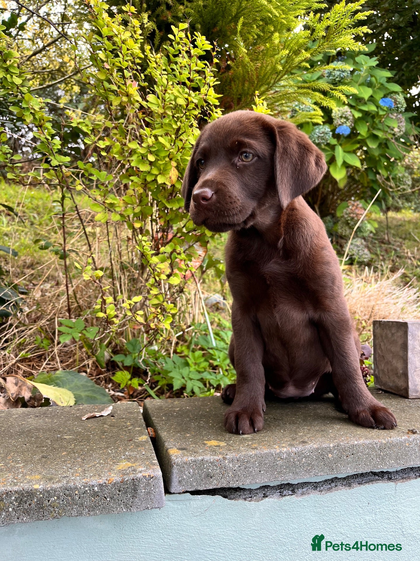 Labrador Retriever dogs 2 girls READY NOW  Extenively health Tested READY - Advert 2