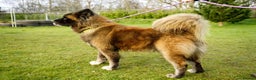 Akita dogs for adoption: Beautiful Buster in Worksop - Advert 4
