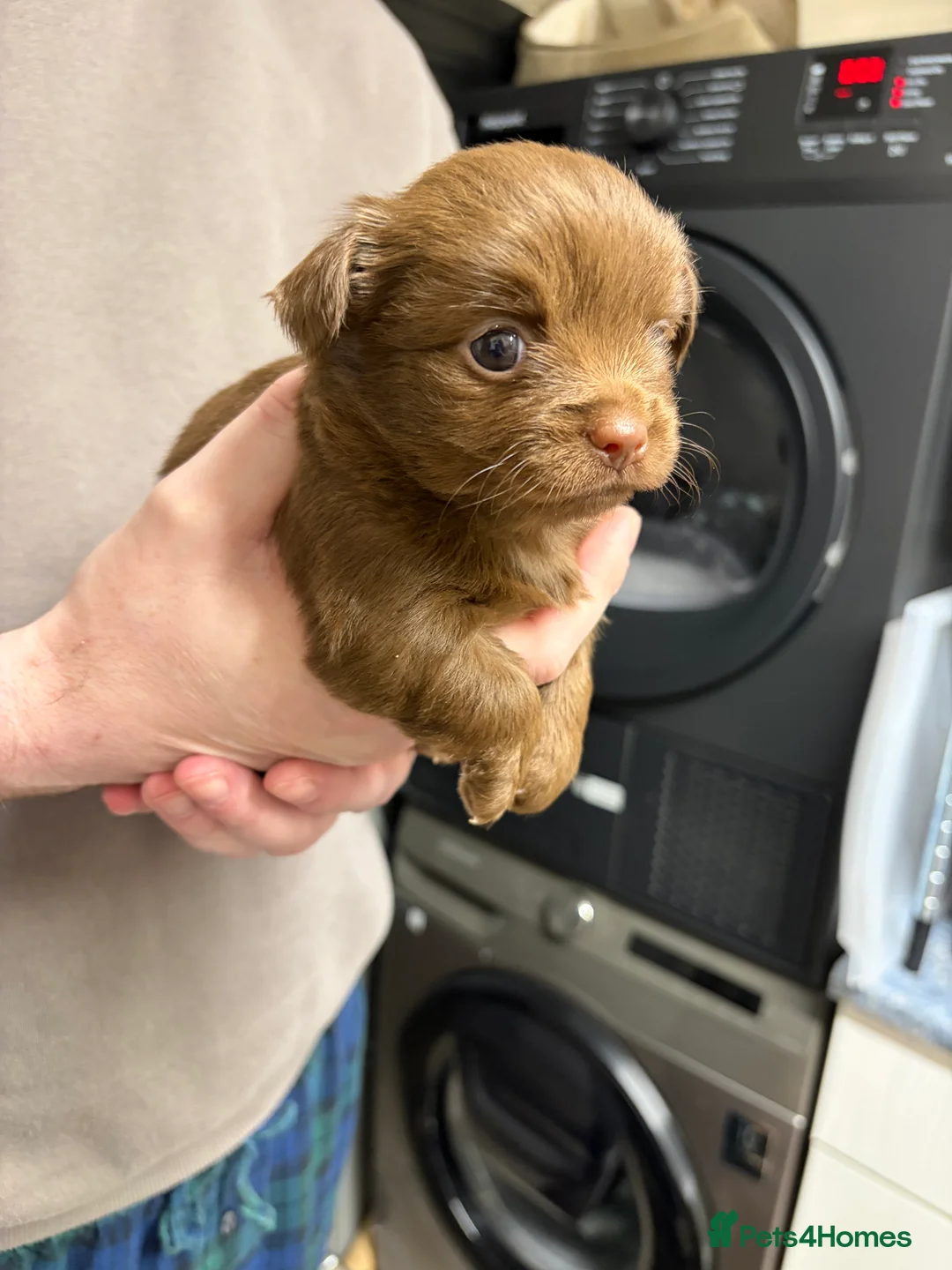 Chihuahua dogs for sale: One solid chocolate female chihuahua left!! ⭐️⭐️⭐️ - Advert 23