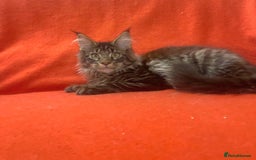 Siberian cats for sale: Adorable kittens Siberian mixt Maine Coon  - Image 8