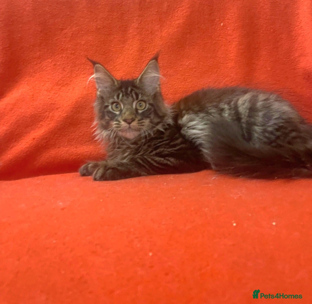 Siberian cats for sale: Adorable kittens Siberian mixt Maine Coon  - Image 8