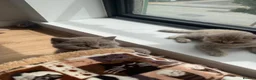 British Shorthair cats for sale: Adorable pure British shorthair kittens  - Advert 6