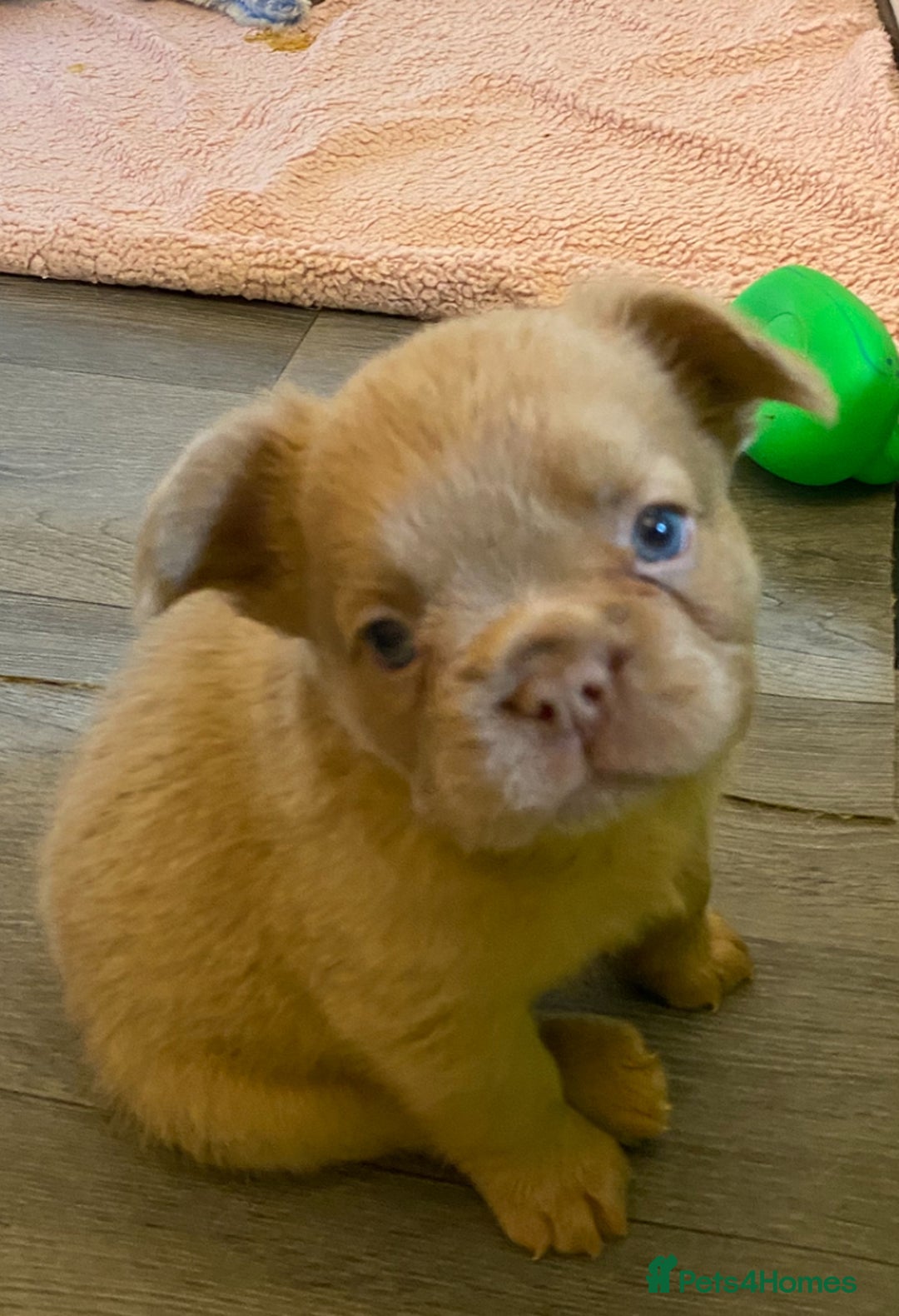 French Bulldog dogs for sale: Quality health tested/KC fluffy French bulldogs - Image 2
