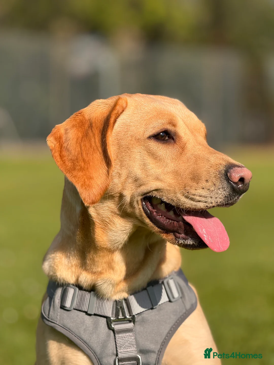 Labrador Retriever dogs for sale: Nala the Labrador retriever  - Advert 2