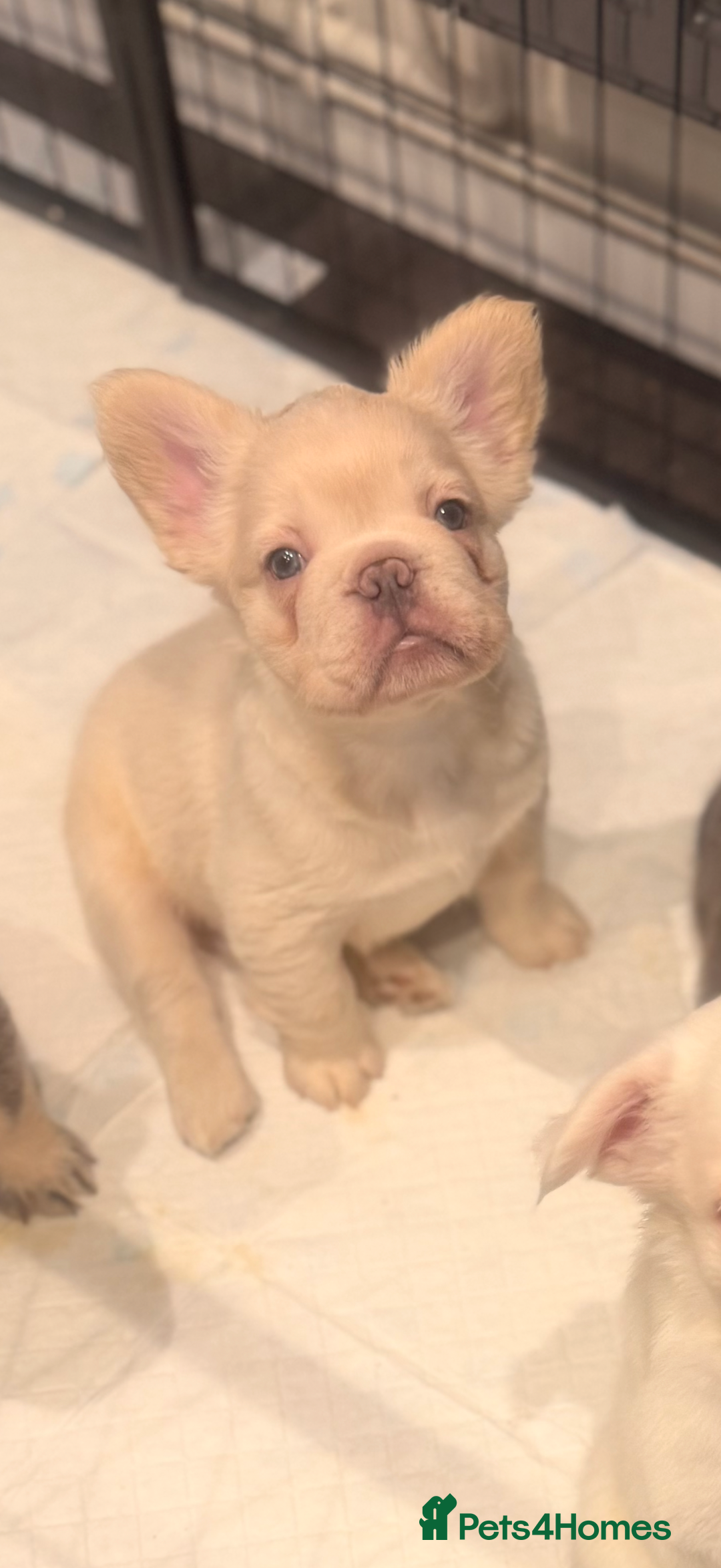 French Bulldog dogs for sale: Full visual outstanding fluffy frenchies - Advert 2