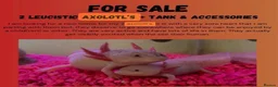 Other/Mixed Breed fish for sale: 2 Axolotls and whole set up  - Advert 2