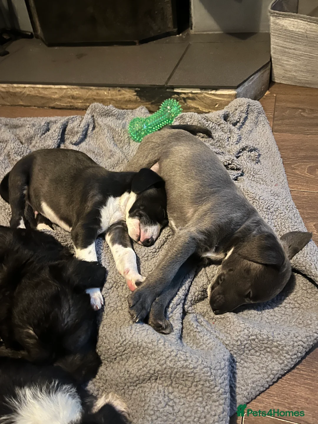 Lurcher dogs for sale: Bedlington Whippet pups for sale - Advert 24