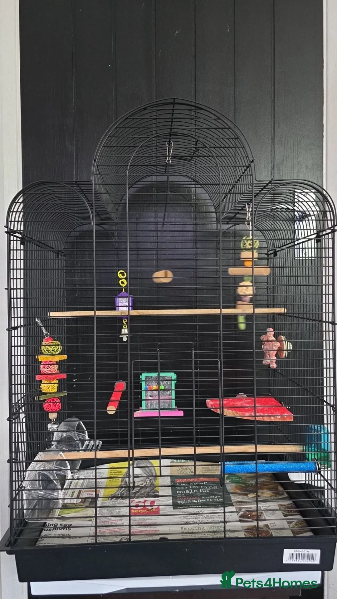 Cockatiels birds for sale: cockatiel and cage - Advert 3