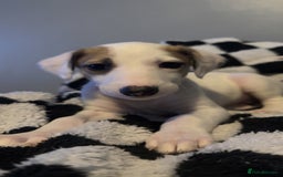 Lurcher dogs for sale: Saluki x Lurcher Pups - Image 3