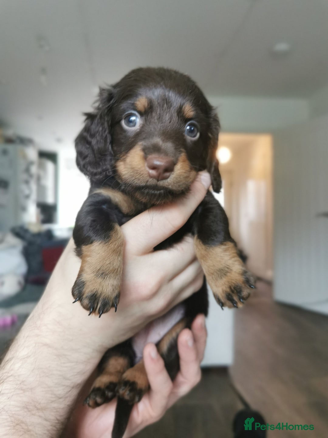 Miniature Dachshund dogs for sale: 5 beautiful miniature dachshund pups for sale - Advert 14