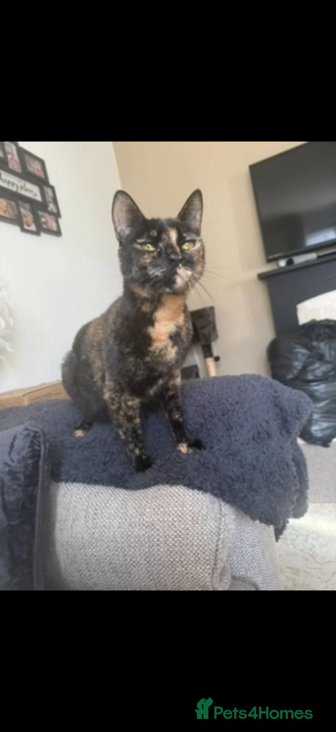 Mixed Breed cats for sale: 2 year old cat for rehoming - Advert 2