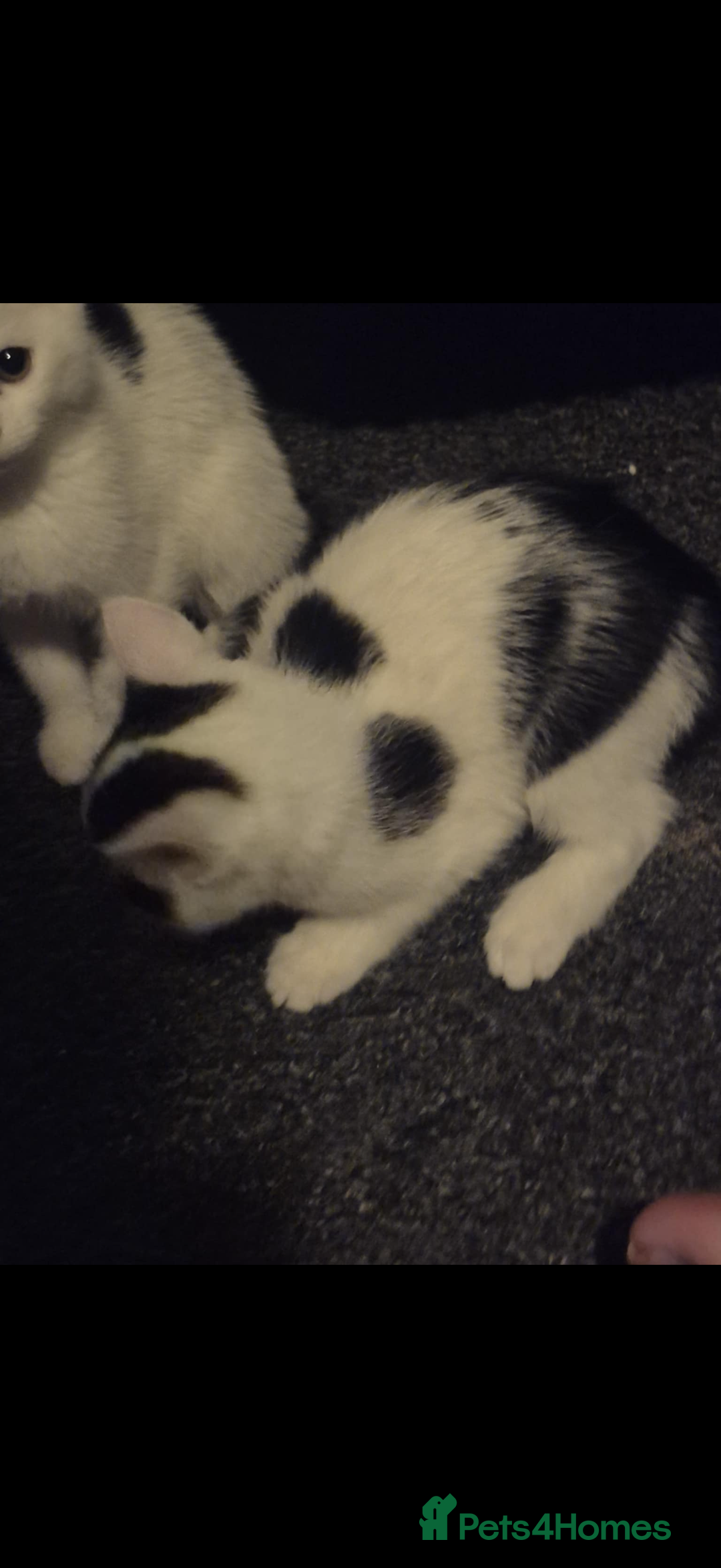 Mixed Breed cats for sale: 2 Stunning babies - Advert 4