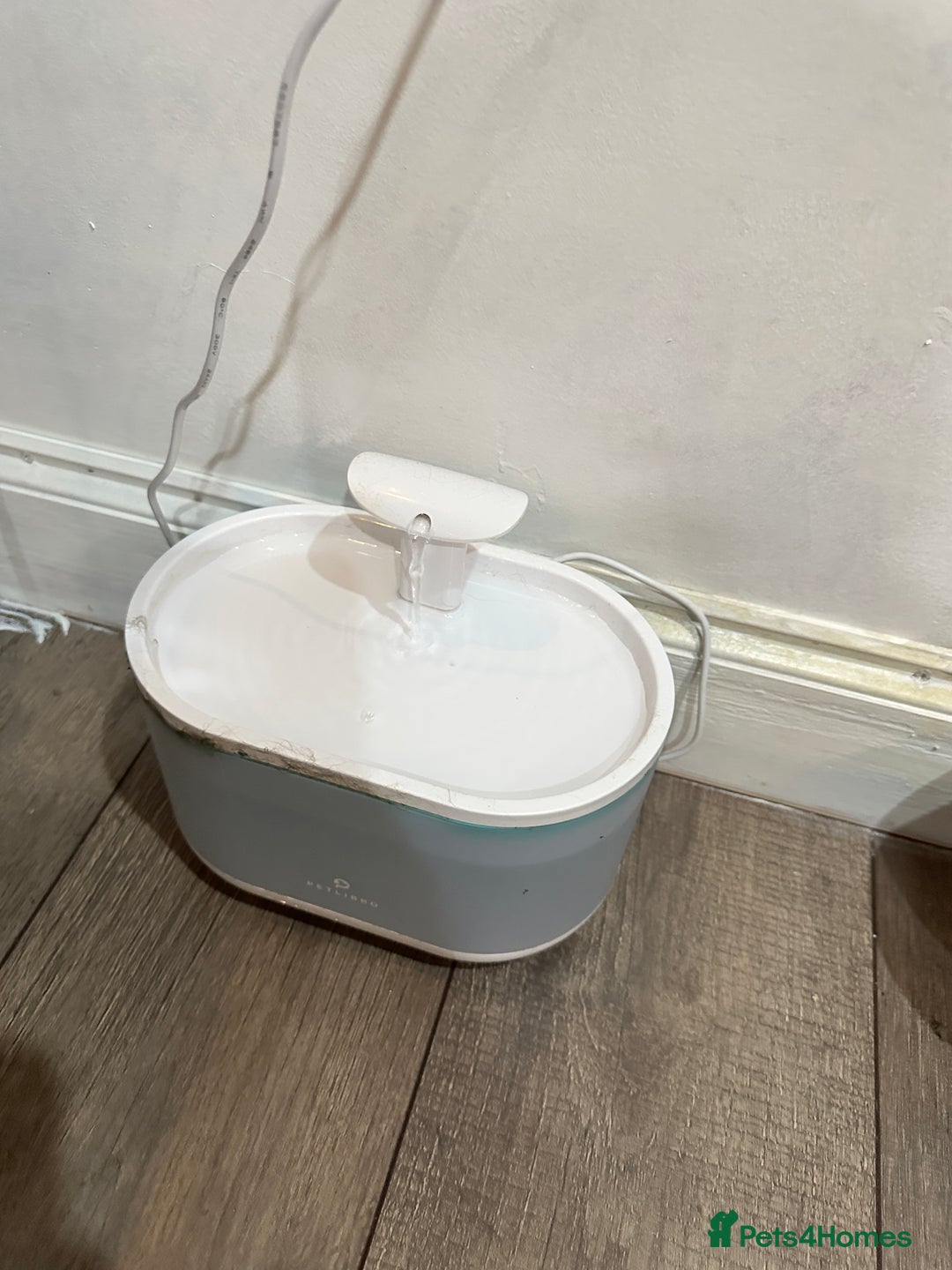 Persian cats for sale: Persian cats for sale - Advert 7