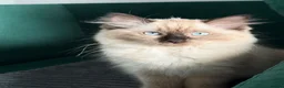 Ragdoll cats for sale: Ragdoll - Advert 4